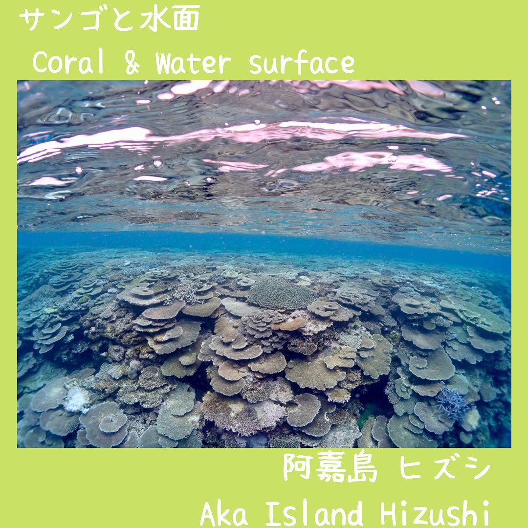 coral & water surface