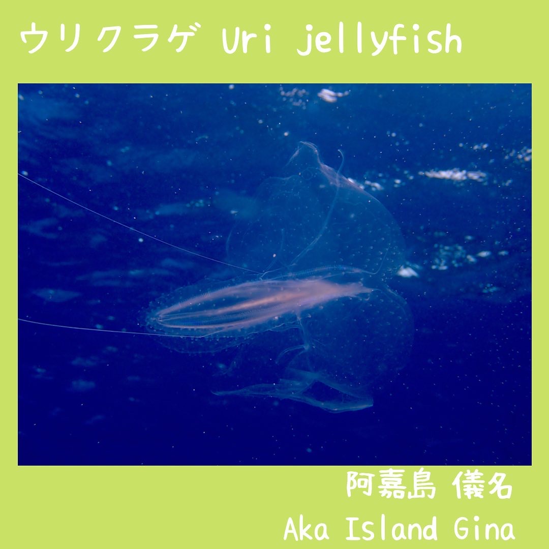 Uri jellyfish