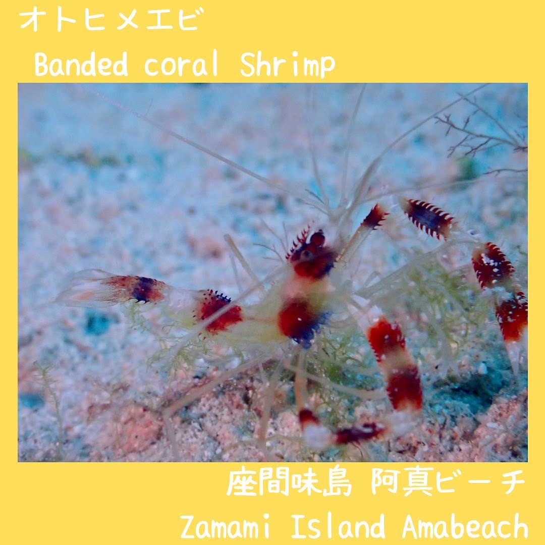 Banded coral Shrimp