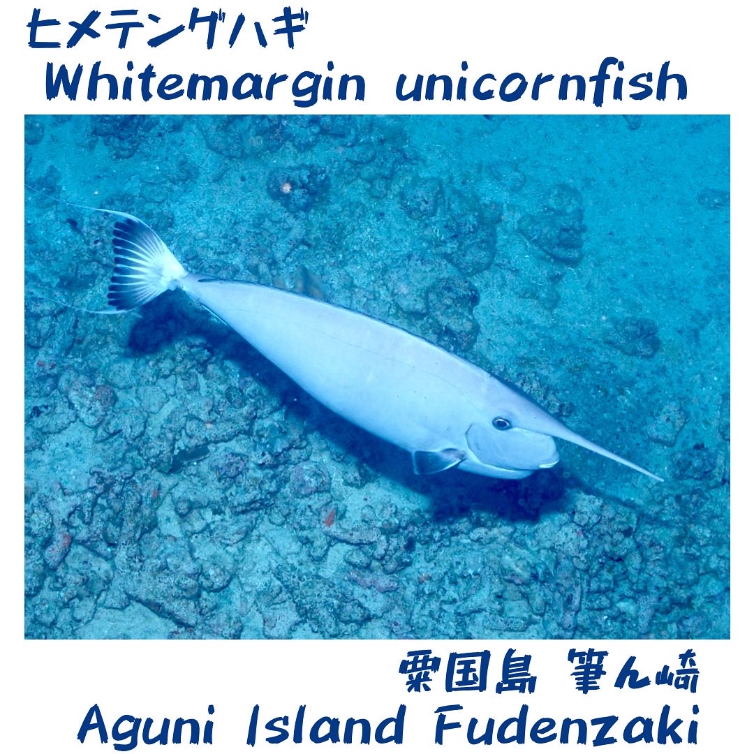 Whitemargin unicornfish