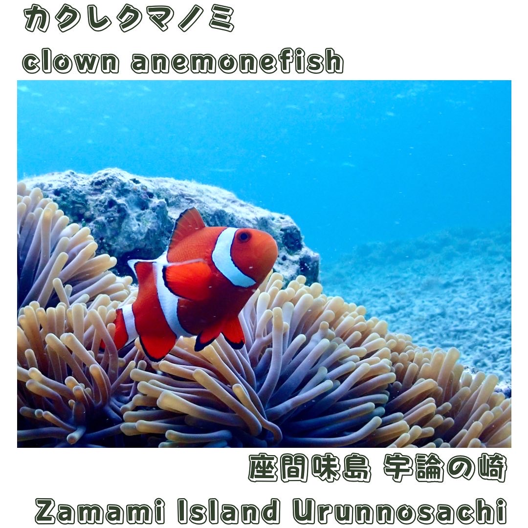 clown anemonefish
