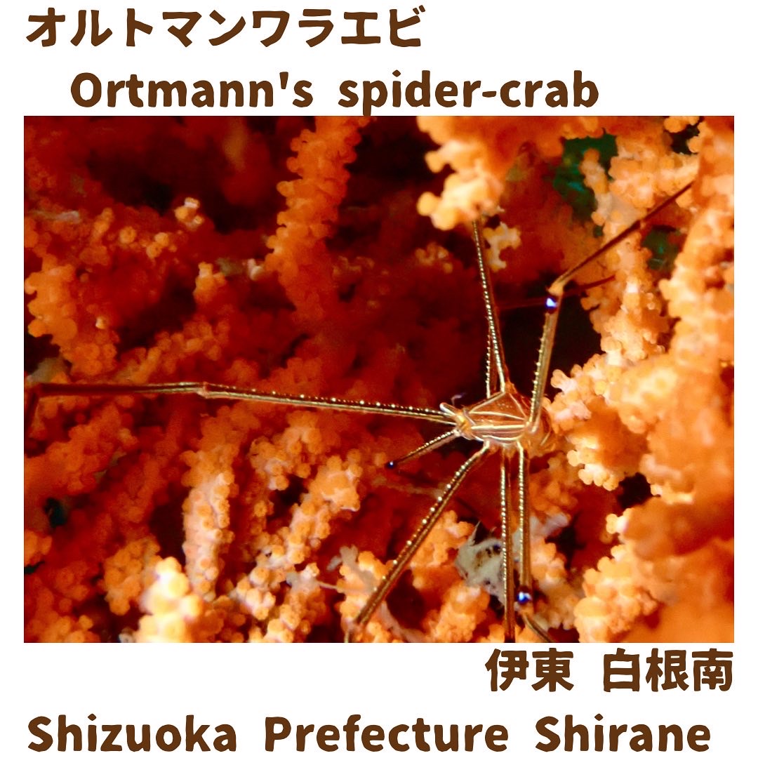 Ortmann's spider-crab