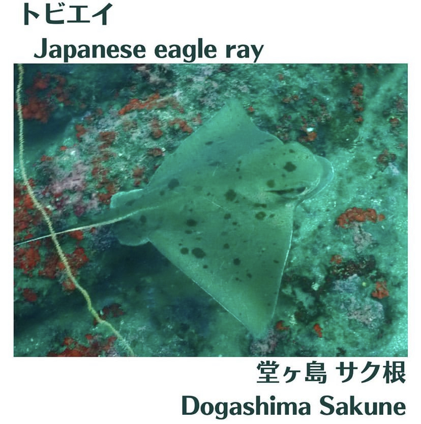 Japanese eagle ray