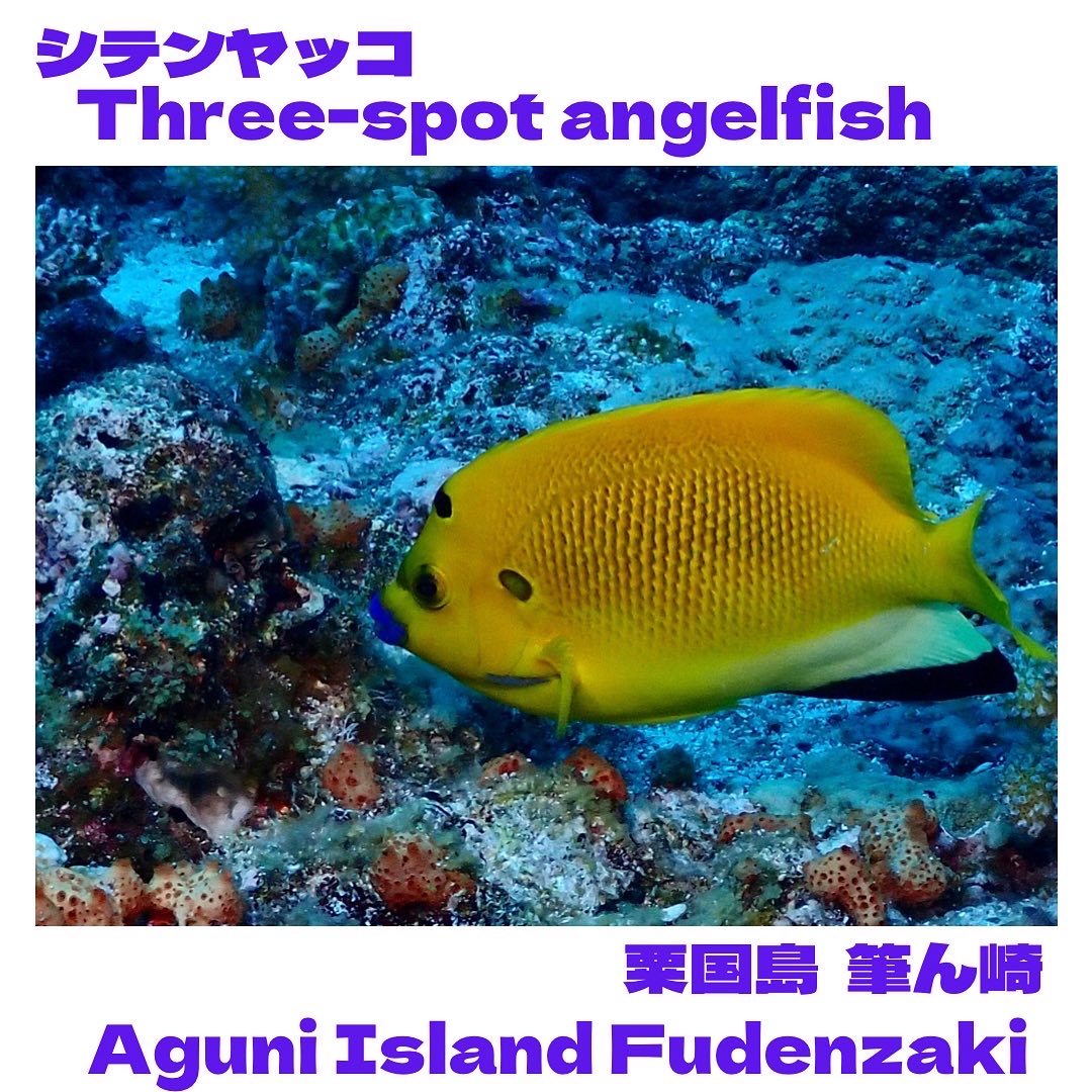 Three-spot angelfish