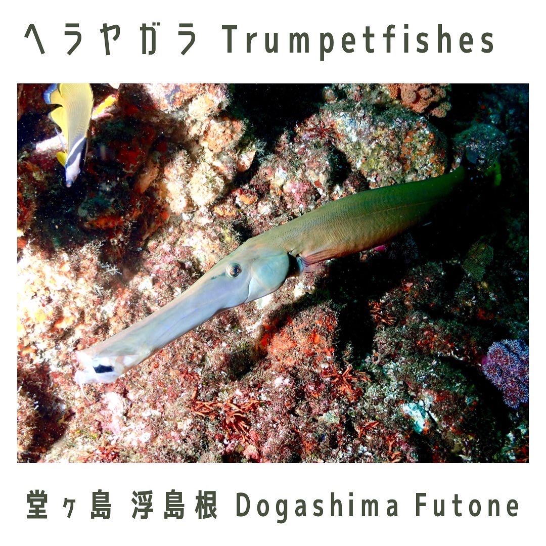 Trumpetfishes