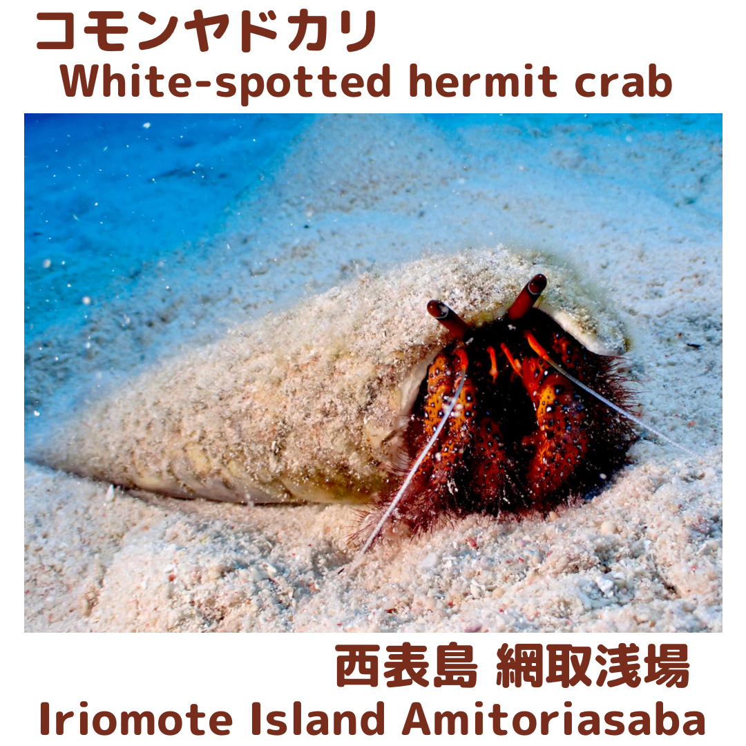 White-spotted hermit crab