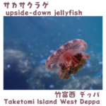 upside-down jellyfish