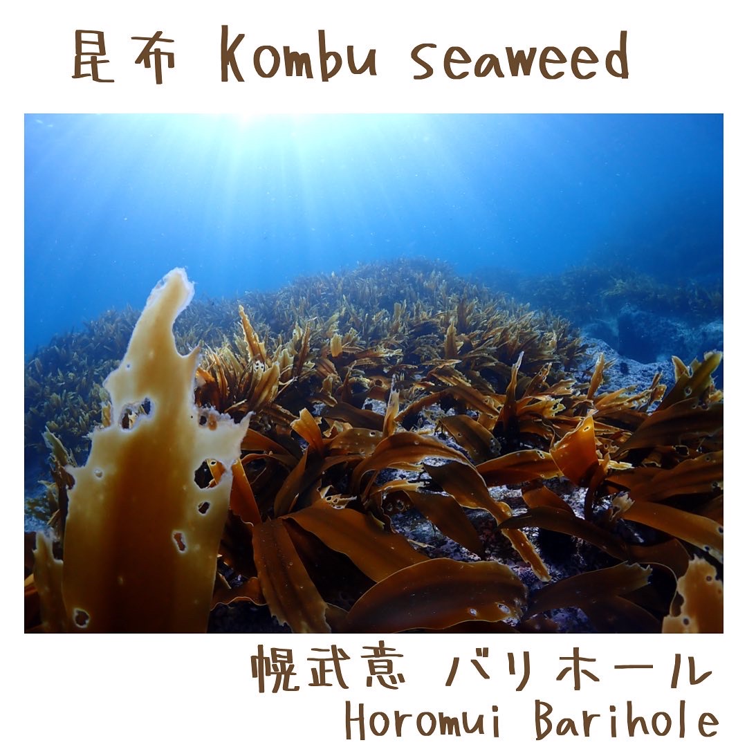 Kombu seaweed