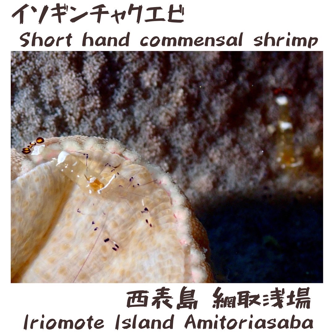 Short hand commensal shrimp