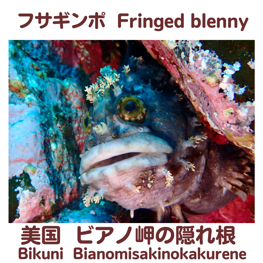 Fringed blenny