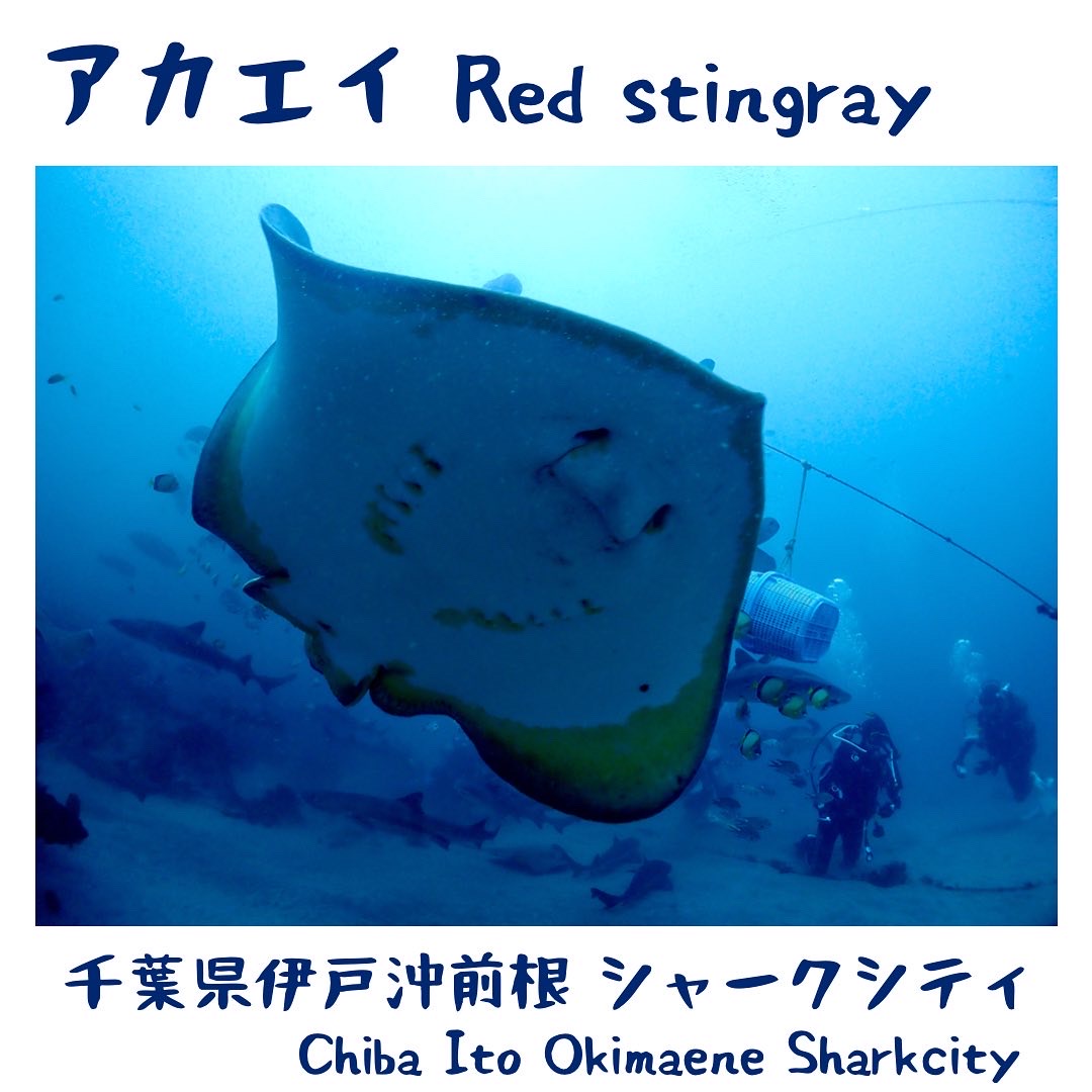 Red stingray