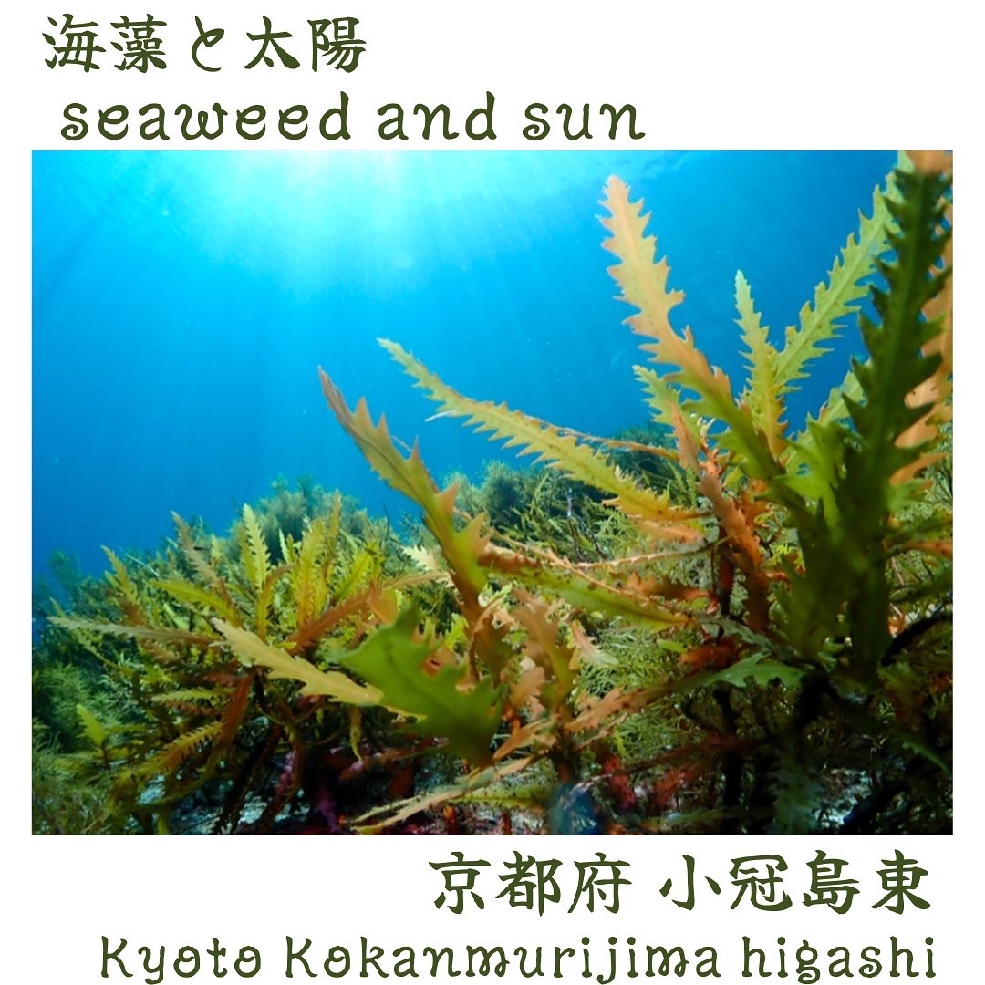 seaweed and sun