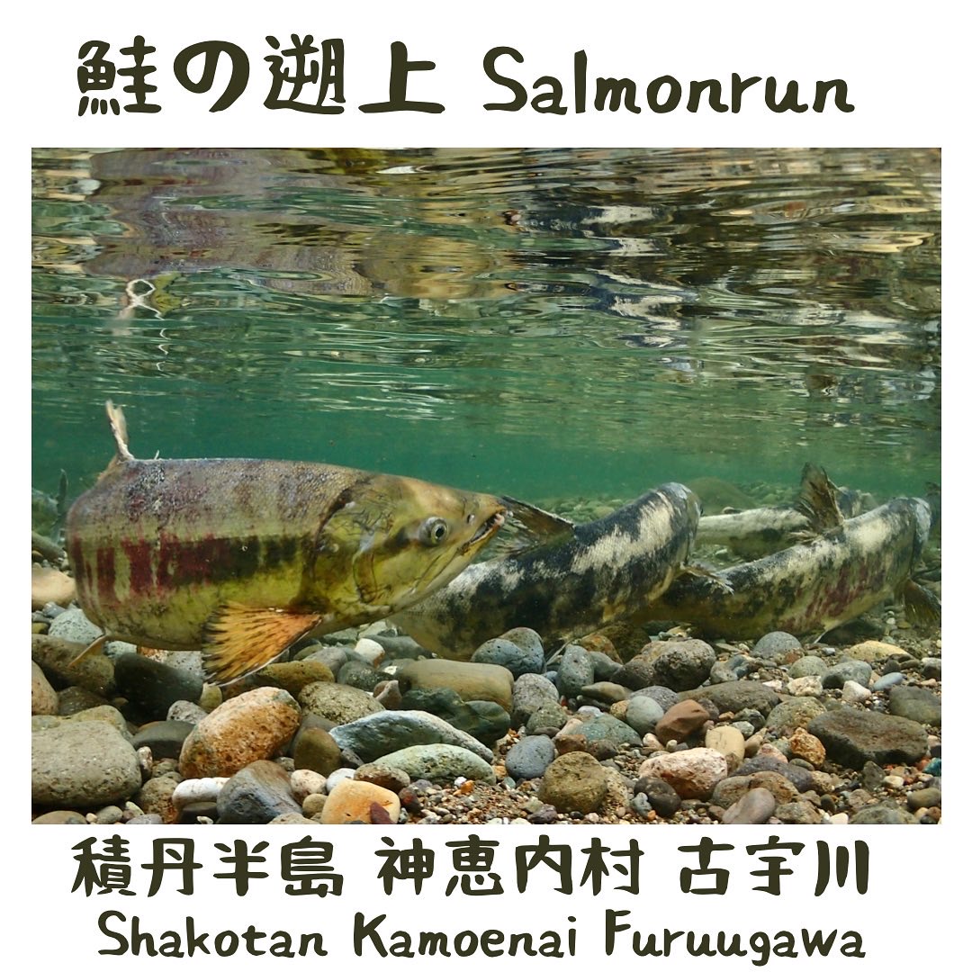 Salmon run