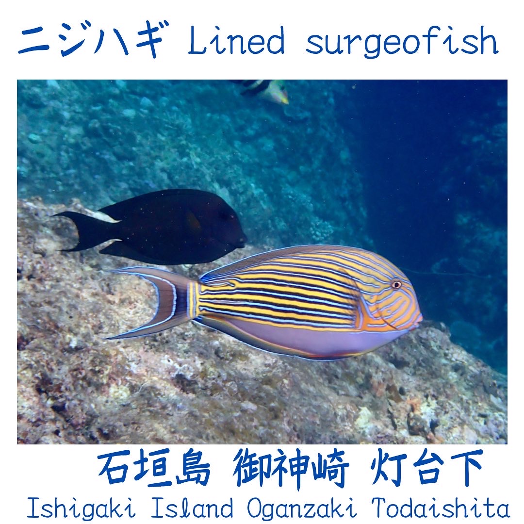 Lined surgeofish
